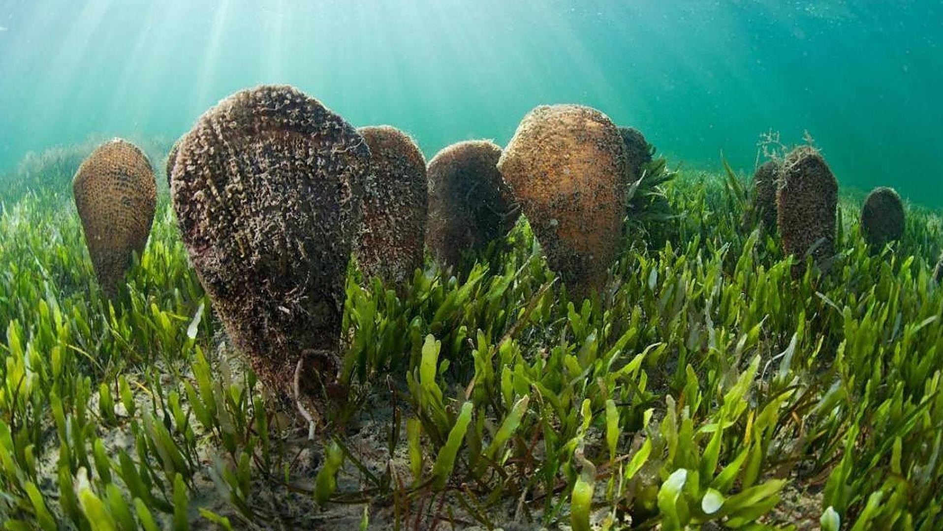 The Ministry of Transport prohibits anchoring in four areas of the Mar Menor to protect shells